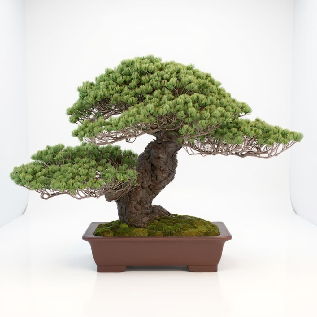 Bonsai tree